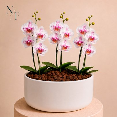 Orquídea Mesclada para Presente - Vaso Cuba Off White