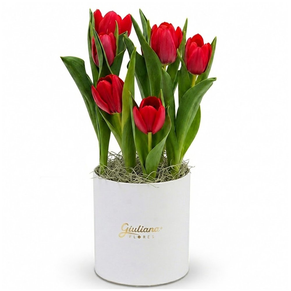 Tulipas Plantadas Vermelhas no Box Giu