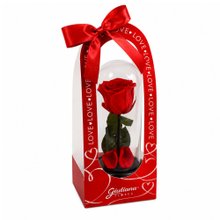 A Bela Rosa Encantada Vermelha - My Love