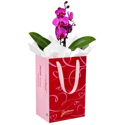 Orquídea Phalaenopsis Pink para Presente - Bag Love