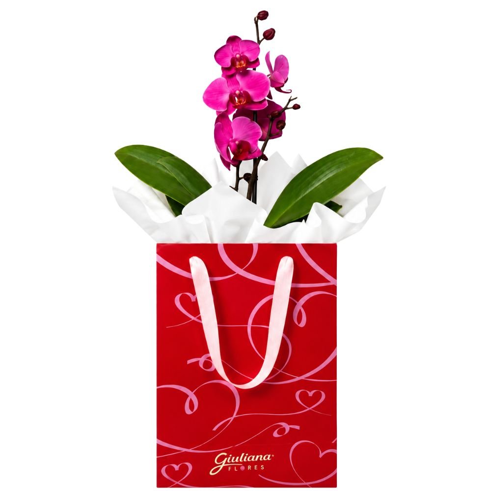 Orquídea Phalaenopsis Pink para Presente - Bag Love