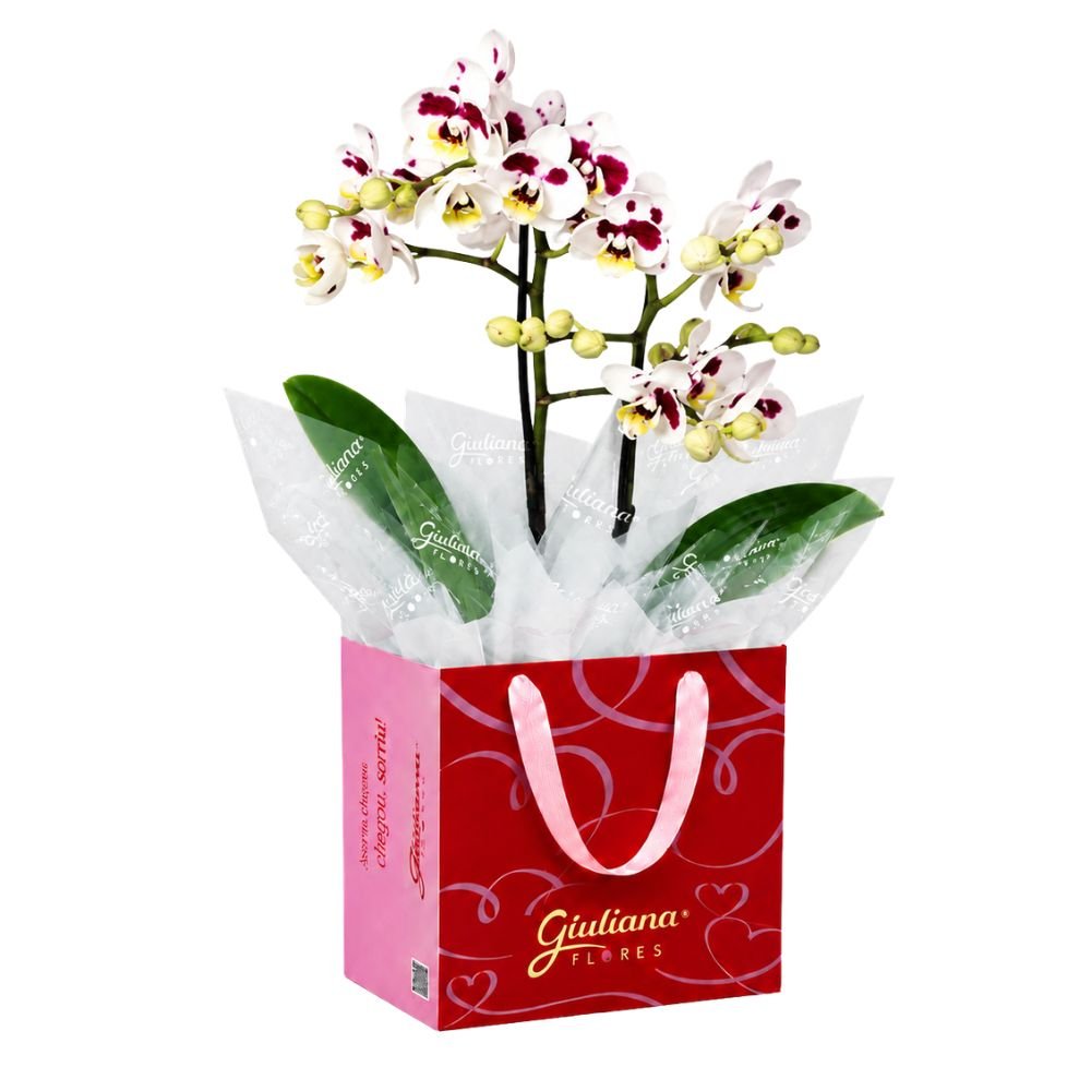 Mini Orquídea Rara Mesclada na Bag Love