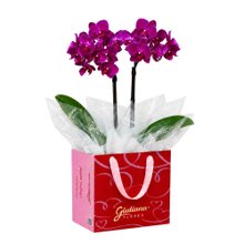 Mini Orquídea Rara Lilás na Bag Love