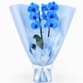 Majestosa Orquídea Phalaenopsis Azul