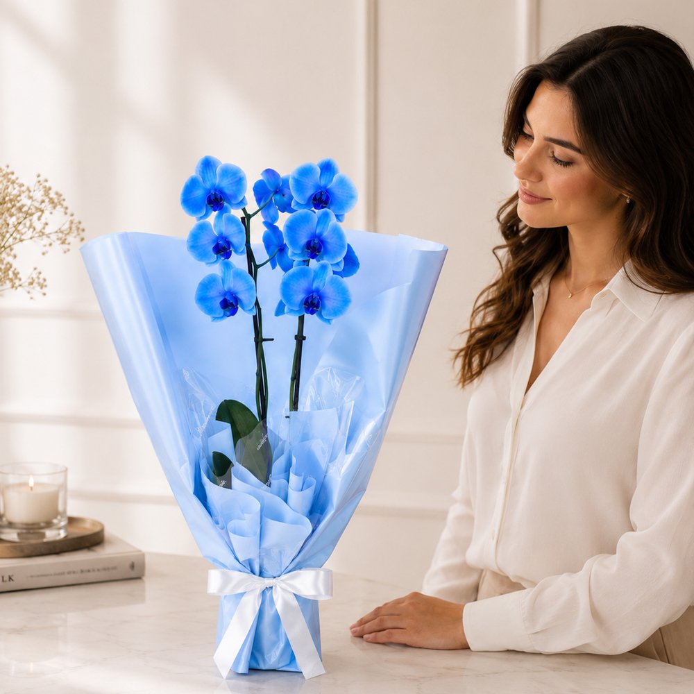 Majestosa Orquídea Phalaenopsis Azul