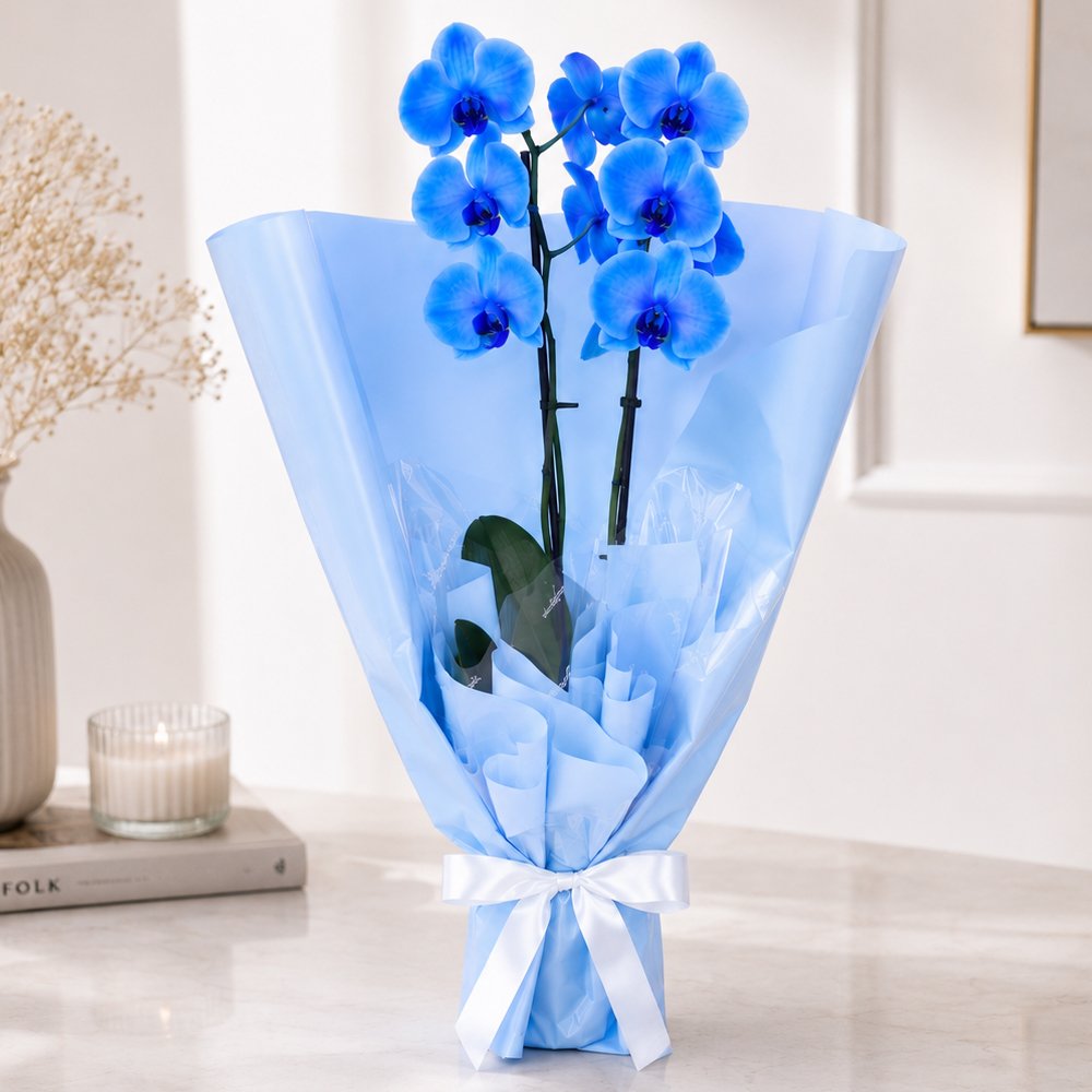 Majestosa Orquídea Phalaenopsis Azul