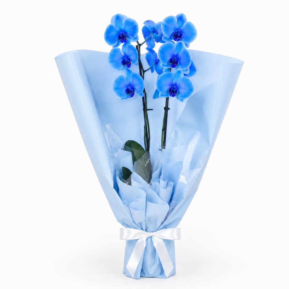 Majestosa Orquídea Phalaenopsis Azul