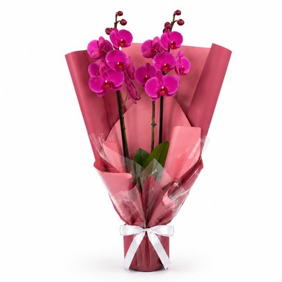 Majestosa Orquídea Phalaenopsis Pink