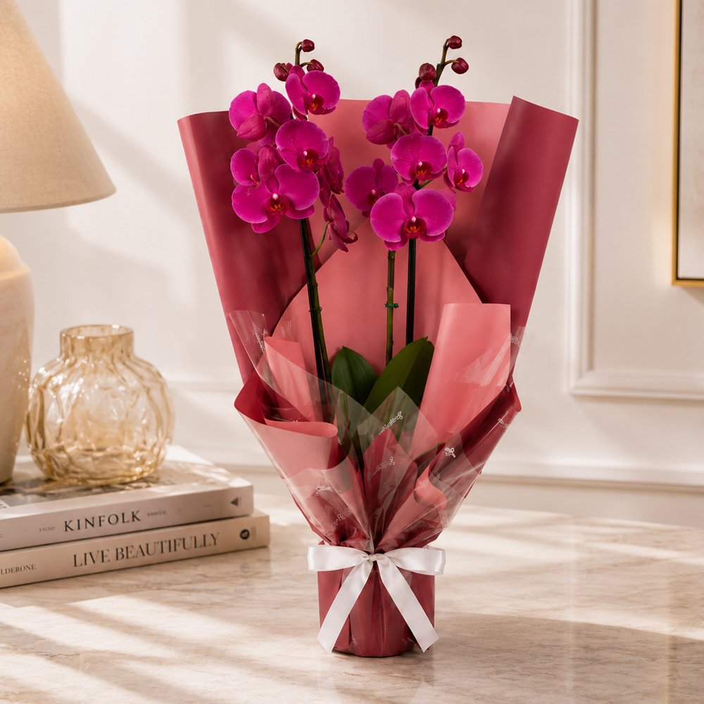 Majestosa Orquídea Phalaenopsis Pink
