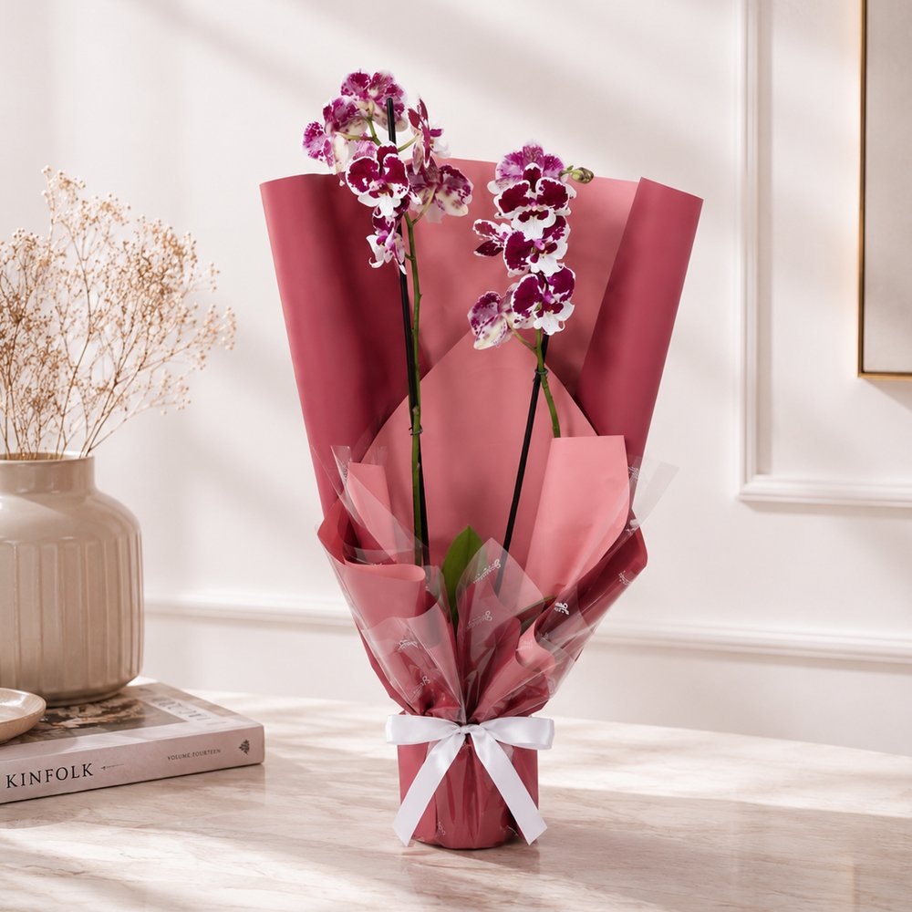 Majestosa Orquídea Phalaenopsis Mesclada