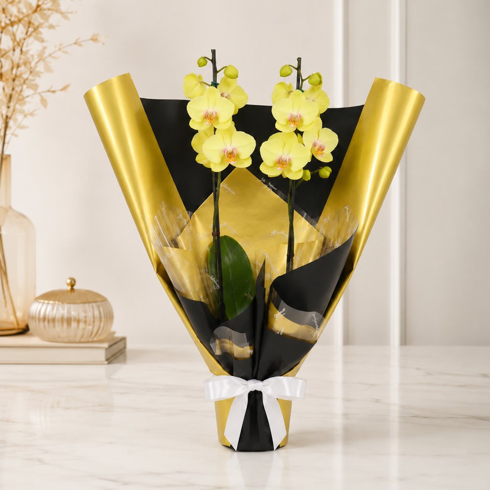 Majestosa Orquídea Phalaenopsis Amarela