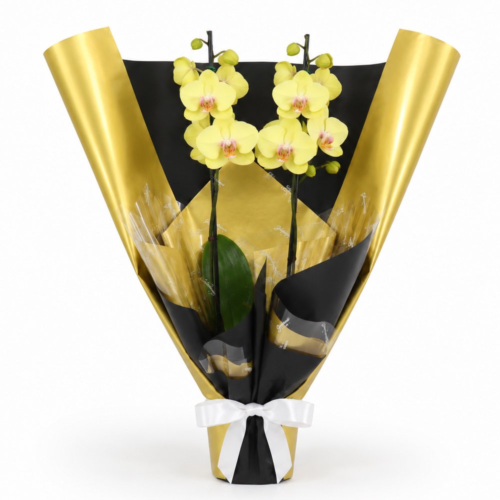 Majestosa Orquídea Phalaenopsis Amarela