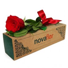 Sensacional Rosa Importada Vermelha Nova Flor