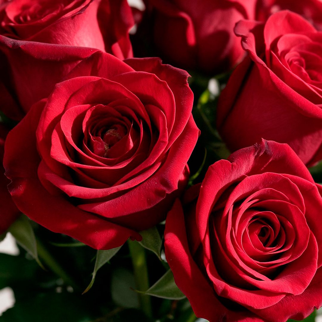 Arranjo de 15 Rosas Colombianas Vermelhas