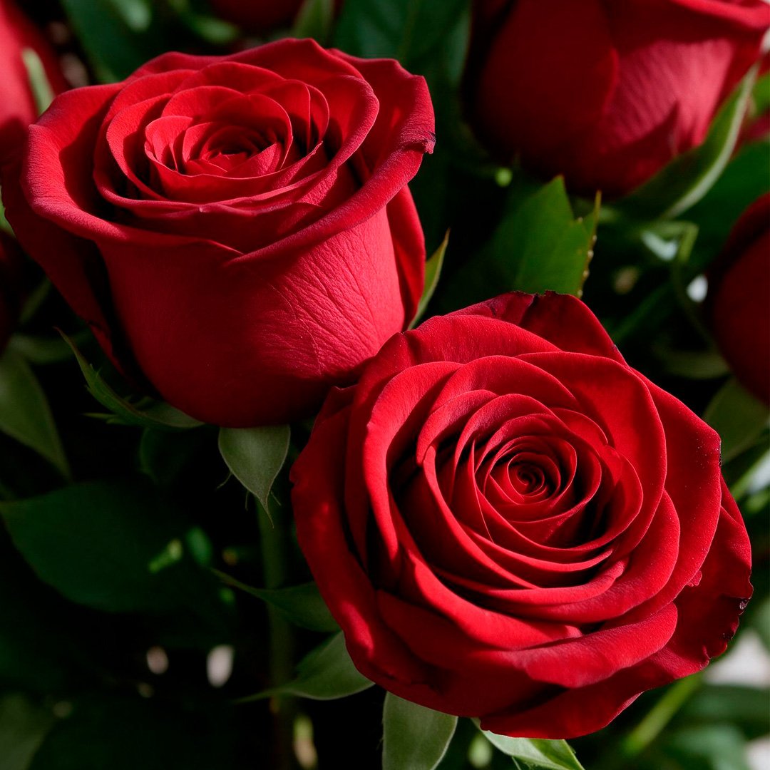 Arranjo Serenidade com 12 Rosas Vermelhas