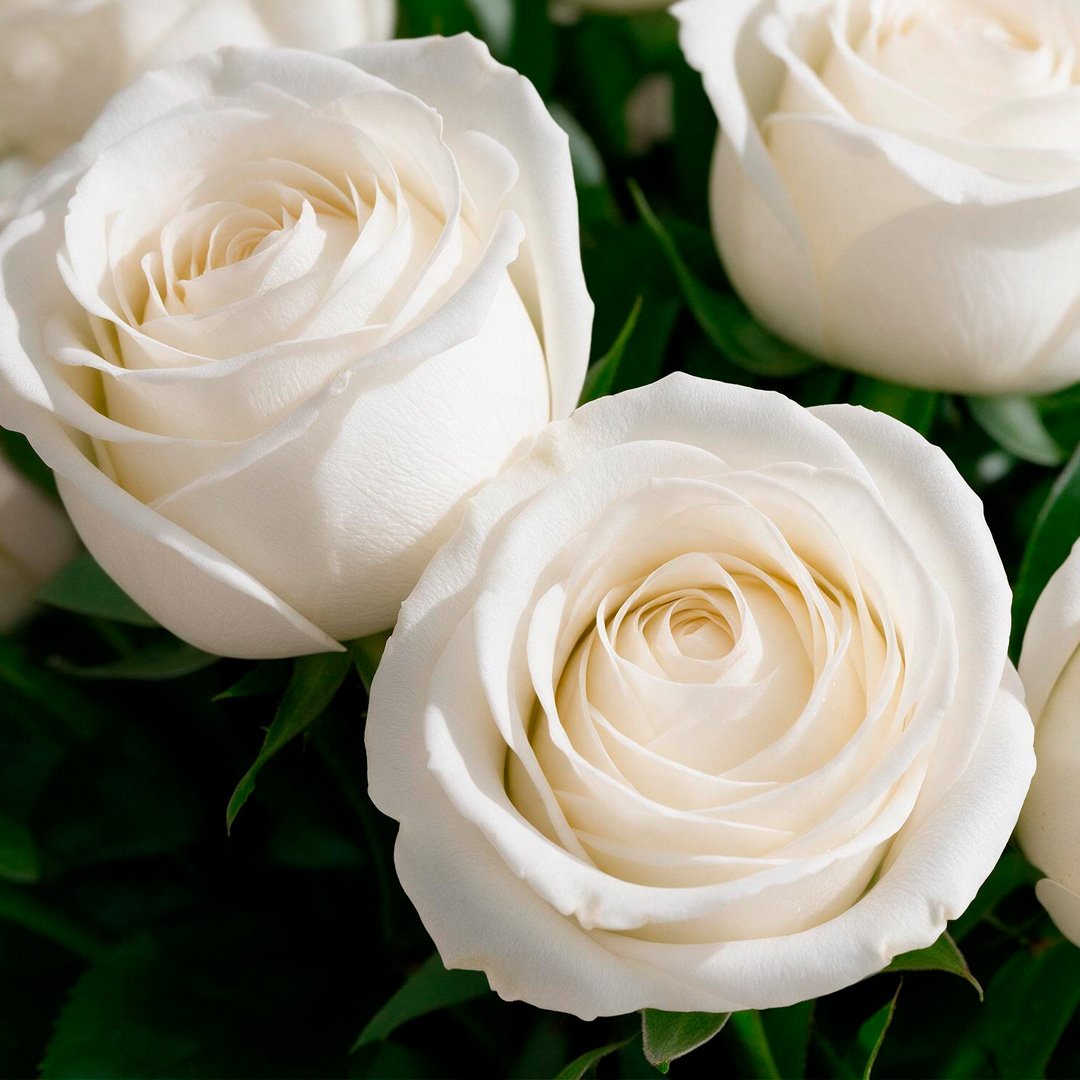 Arranjo Serenidade com 12 Rosas Brancas