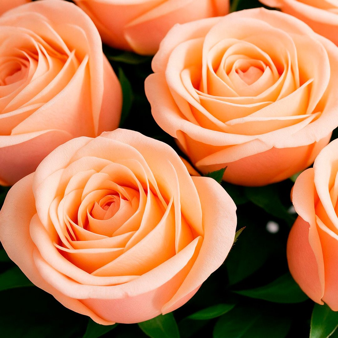 Arranjo Serenidade com 12 Rosas Champanhe