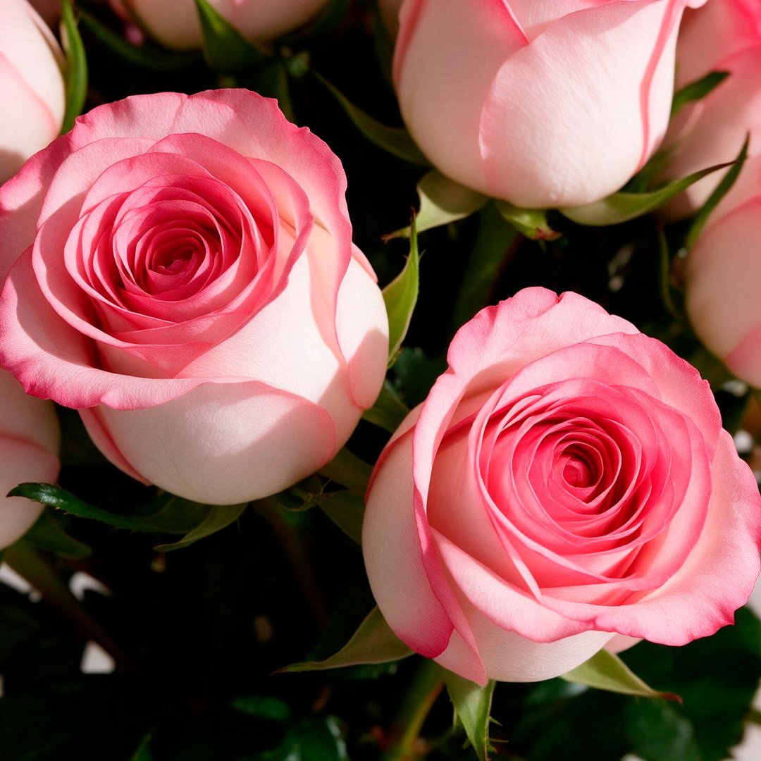 Arranjo Serenidade com 12 Rosas Cor de Rosa
