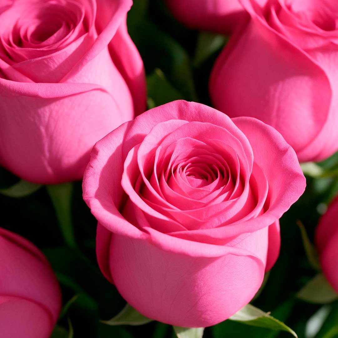 Arranjo Serenidade com 12 Rosas Pink