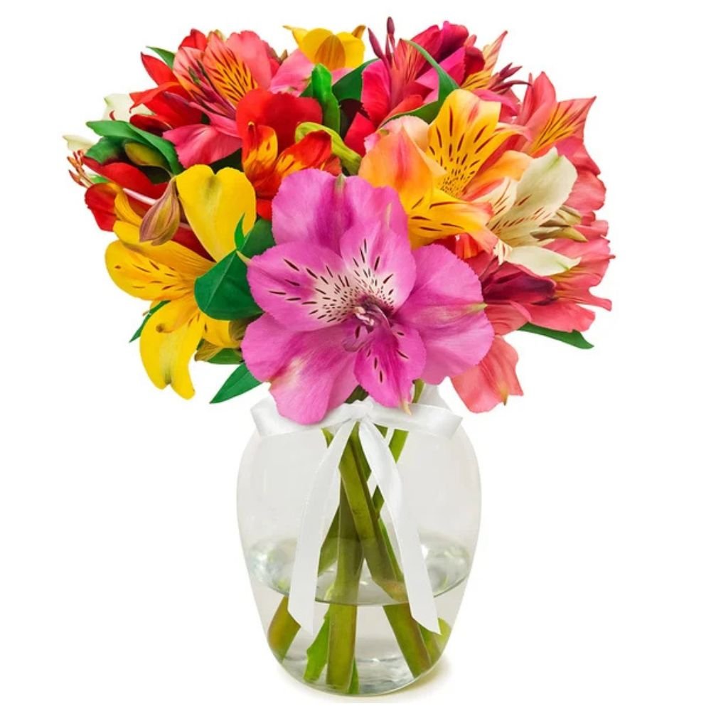 Admiração de Astromélias Coloridas no Vaso