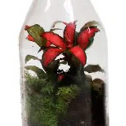 Terrário na Garrafa Unitário