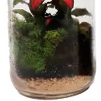 Terrário na Garrafa Unitário