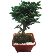 Bonsai Pássaro Azul