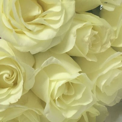 Buquê de Rosas Brancas com 10 Unidades