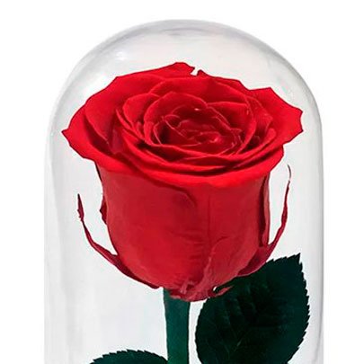 A Bela Rosa Encantada Vermelha | Nova Flor