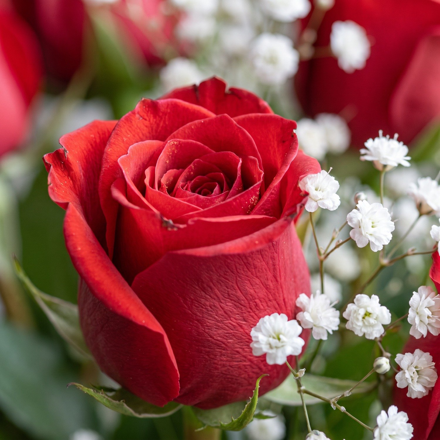 Buquê com 12 Rosas Importadas