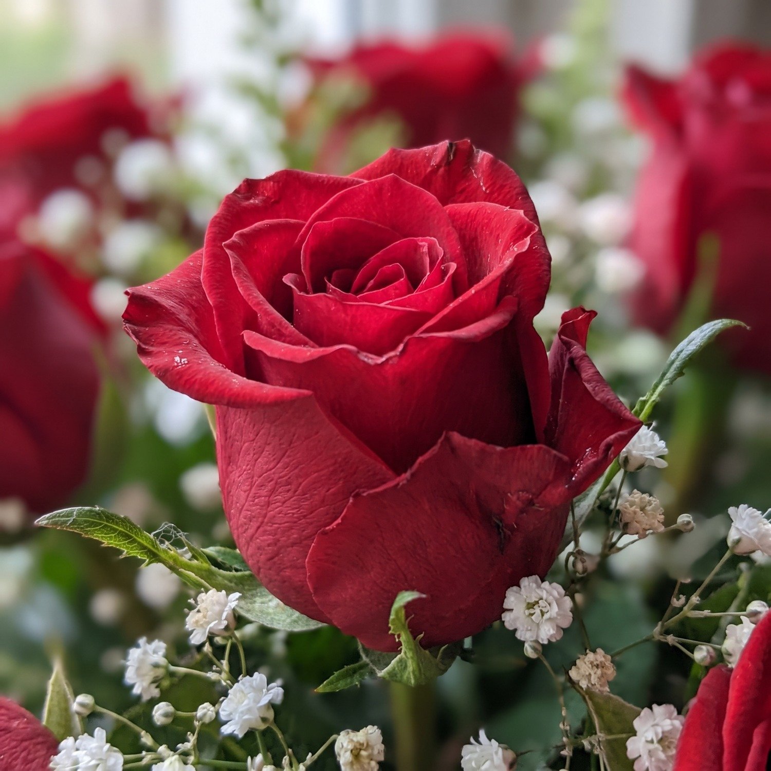 Buque com 24 Rosas Nacionais