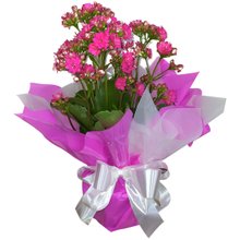 Kalandiva Pequena Pink