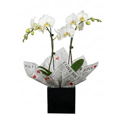 Orquidea 2 astes