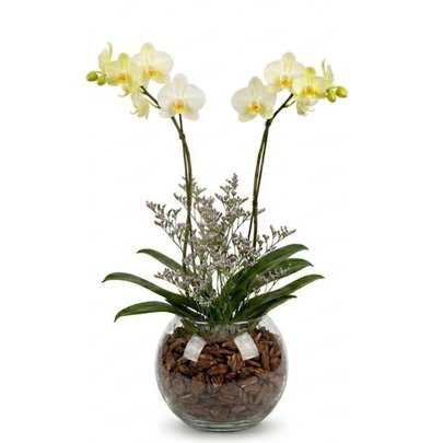 Orquidea no Vidro
