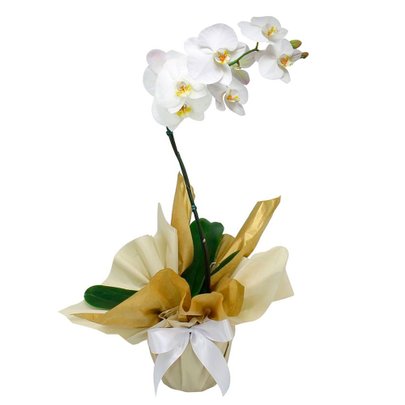 Orquídea Branca Presente