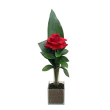 Arranjo Uno - Uma Rosa Importada