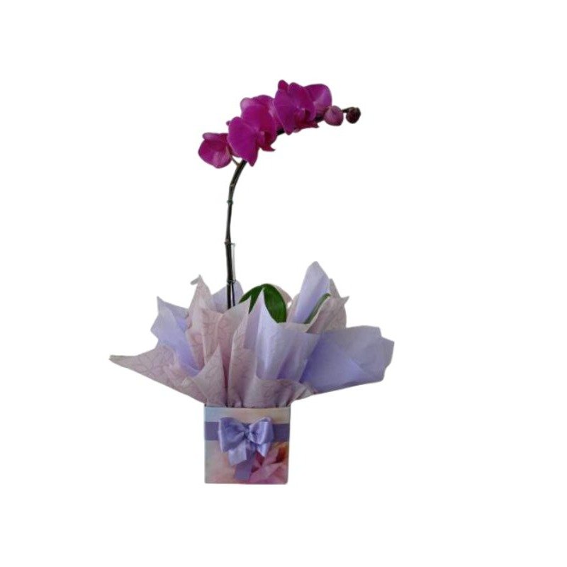 Orquídea Phalaenopsis Amor