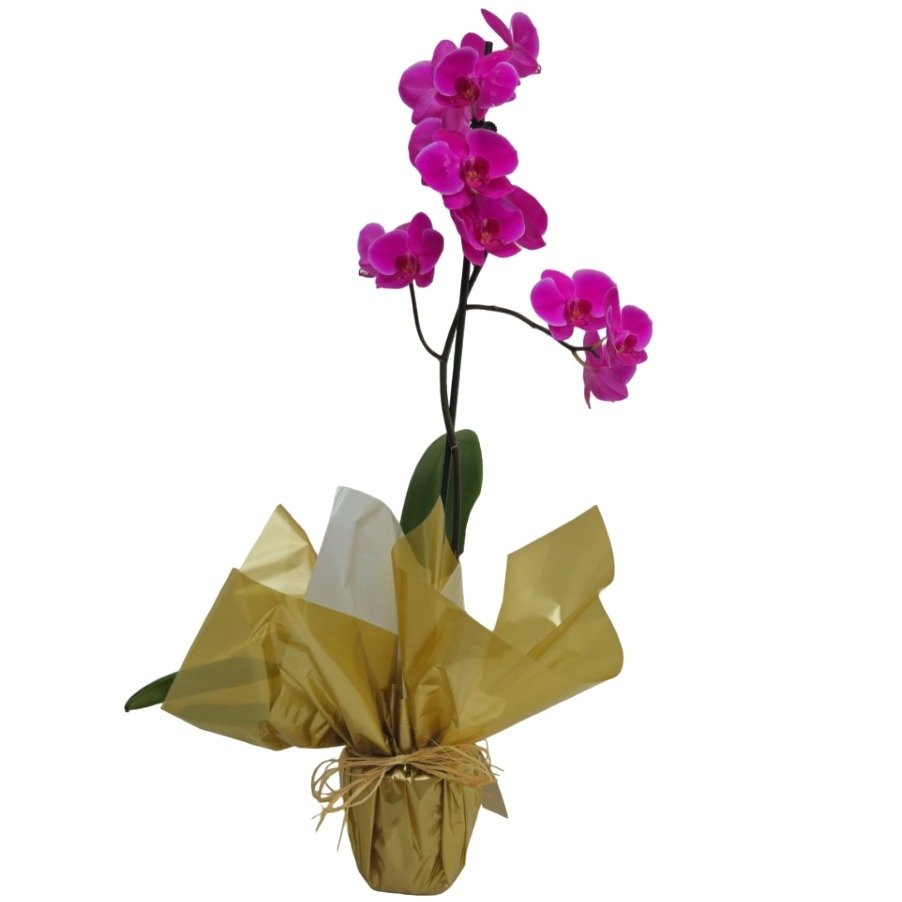 Orquídea Phalaenopsis Pink Para Presente