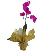 Orquídea Phalaenopsis Pink Para Presente