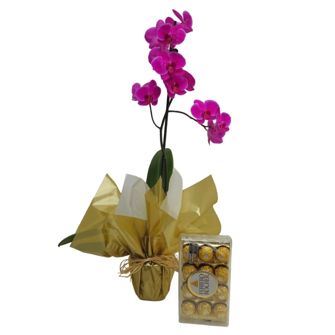 Orquídea Phalaenopsis Pink Para Presente Com Ferrero