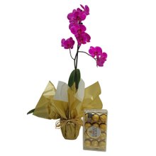 Orquídea Phalaenopsis Pink Para Presente Com Ferrero