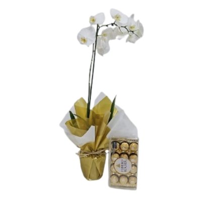 Orquídea Phalaenopsis Branca com Feerrero Rocher