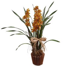 Orquídea Cymbidium Para Presente No Cachepot Madeira