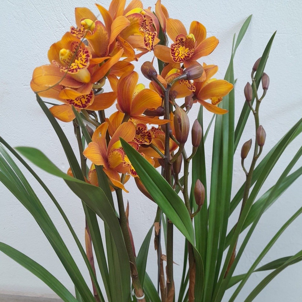 Orquídea Cymbidium Para Presente No Cachepot Madeira