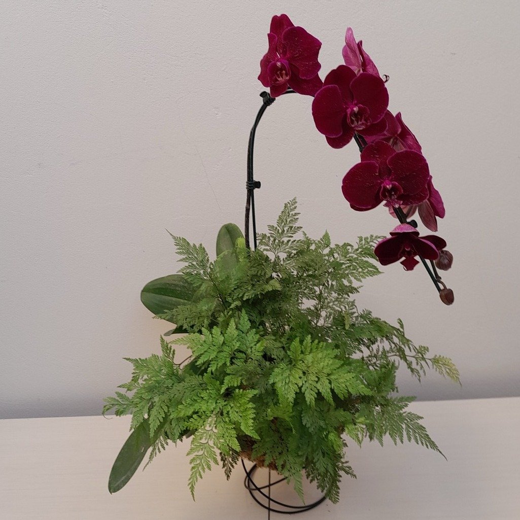 Kokedama Duo Orquídea Phalaenopsis Bordo Renda