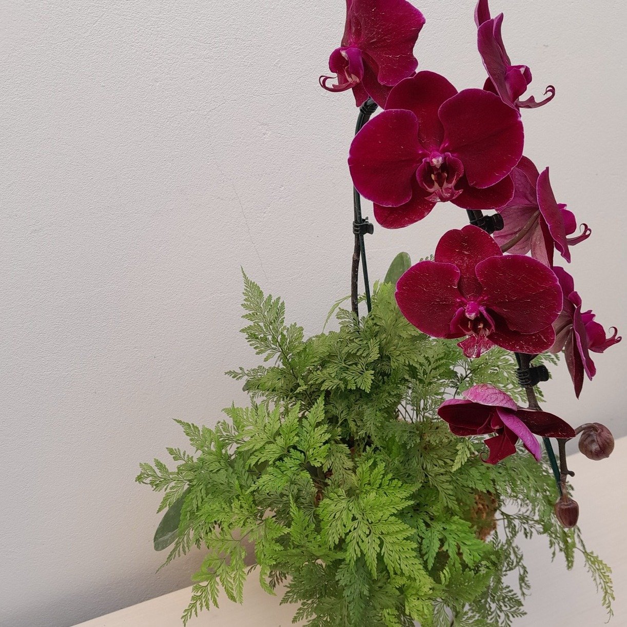 Kokedama Duo Orquídea Phalaenopsis Bordo Renda