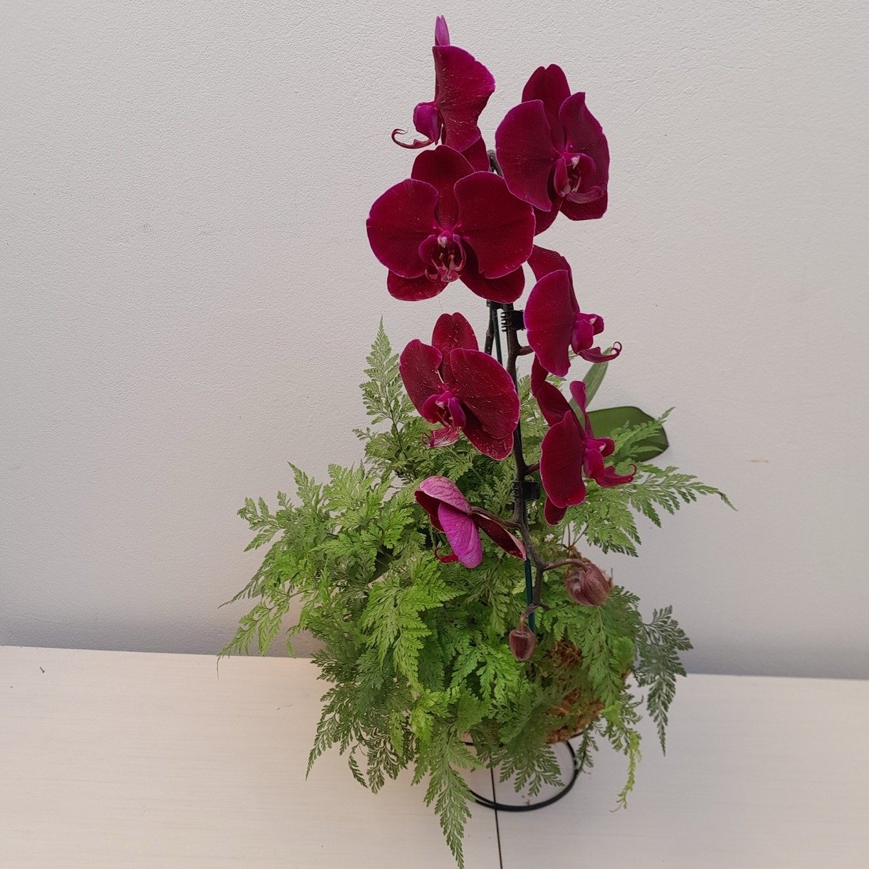 Kokedama Duo Orquídea Phalaenopsis Bordo Renda