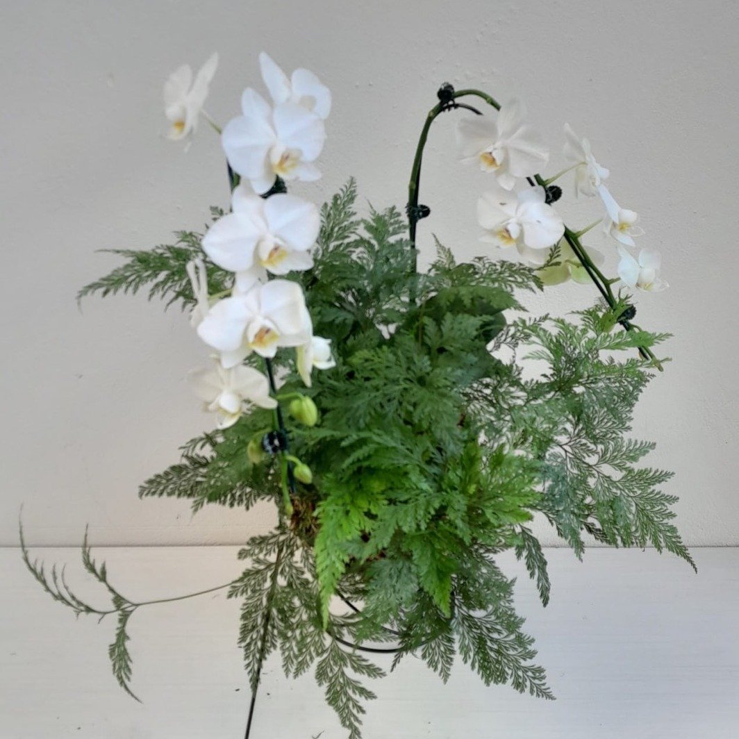 Kokedama duo Orquídea Phalaenopsis com Renda Francesa