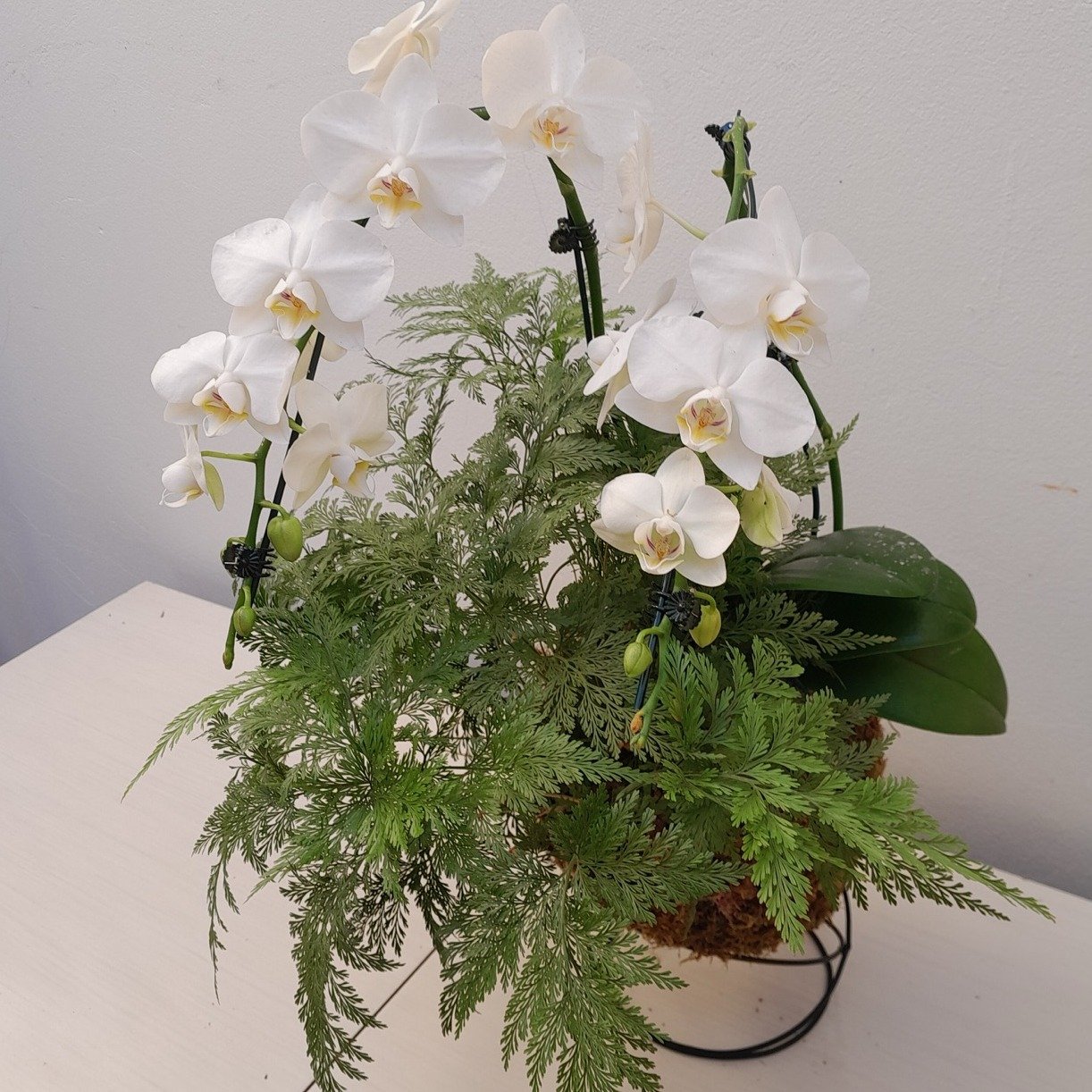 Kokedama duo Orquídea Phalaenopsis com Renda Francesa