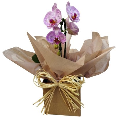 Arranjo de Orquídea Phalaenopsis Cores Diversas Kraft